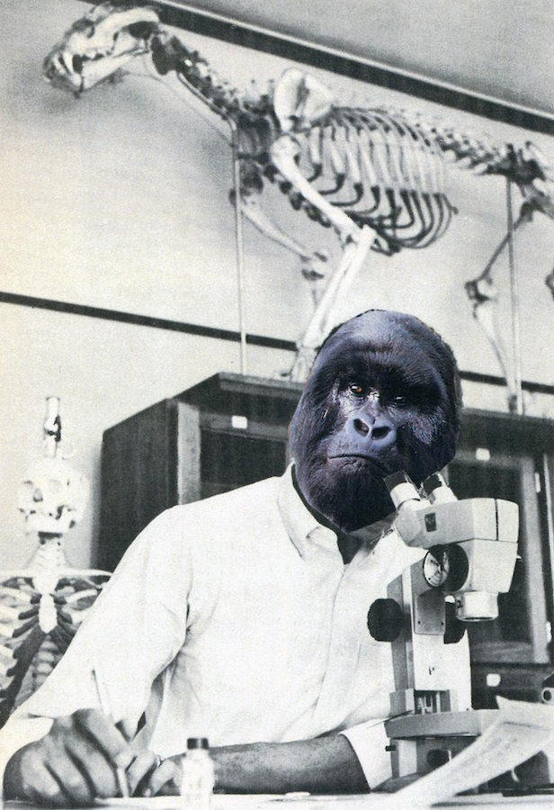 At first I thought Homo sapiens the missing link, But it is best not to believe what you first think.